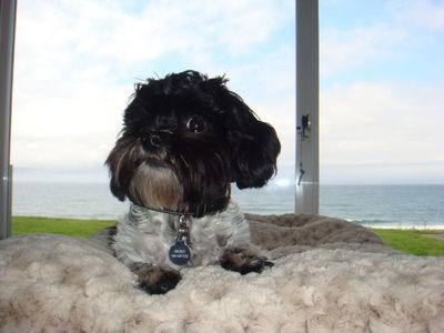 "Orbit" a Shih Poo living in Anacortes